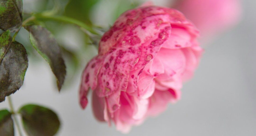 a close up of a pink flower on a branch