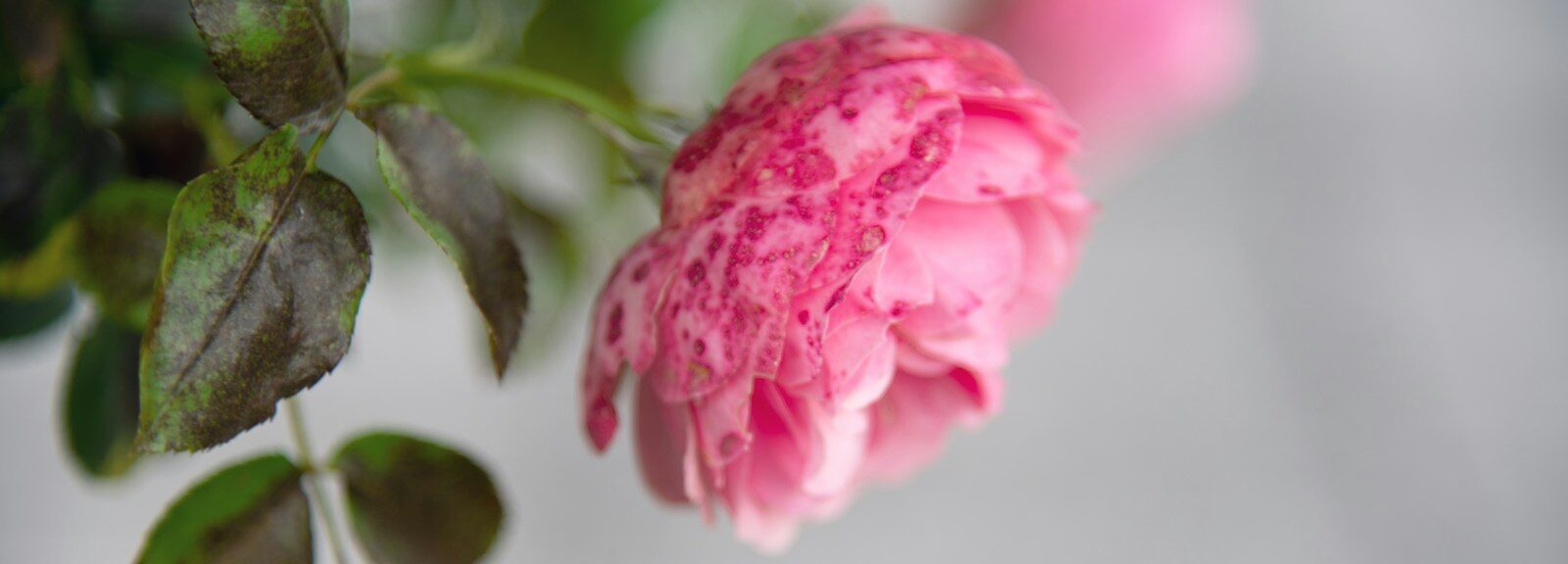 a close up of a pink flower on a branch