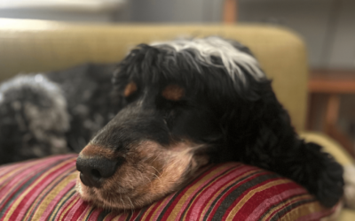 Dog Days and Grief Spaniels